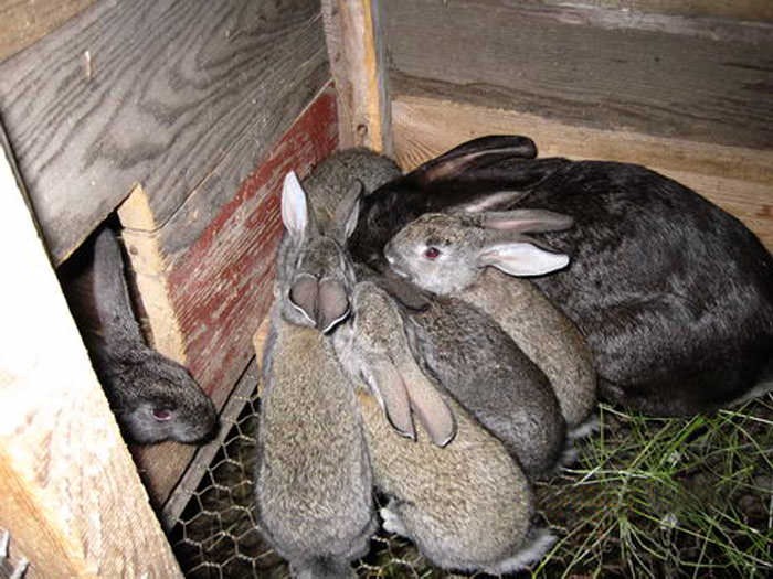 Кролики – это, по сути, грызуны, а потому только из дерева создавать жилище для них не очень осмотрительно