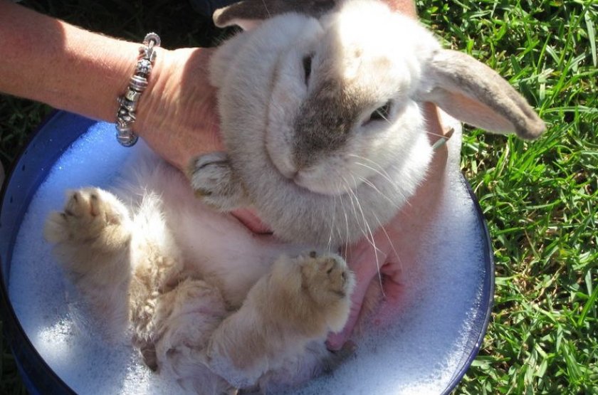 Можно ли мыть кроликов