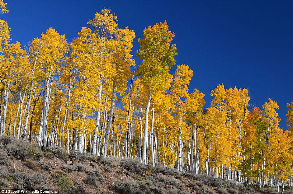 Pando is among the largest and oldest organisms on Earth and scientists estimate the forest