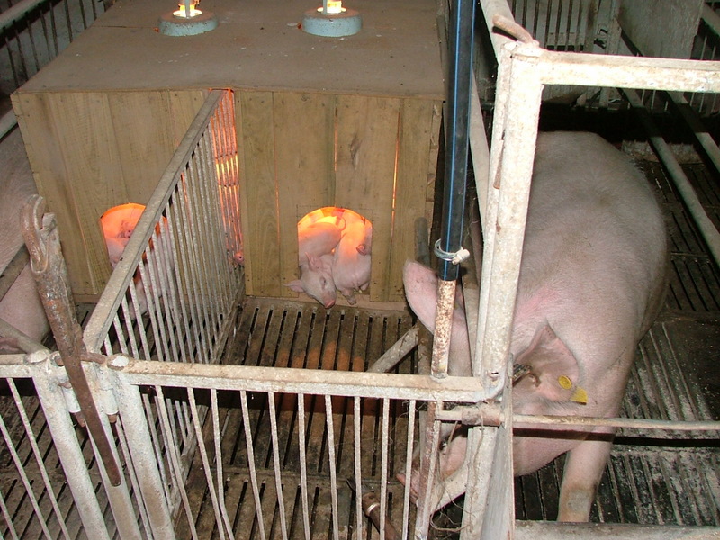 Клетка для свиней. Поросята в свинарнике. Клетка для свиноматки.