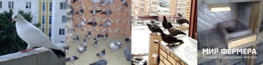 Содержание голубей на балконе