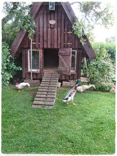 duck house plans