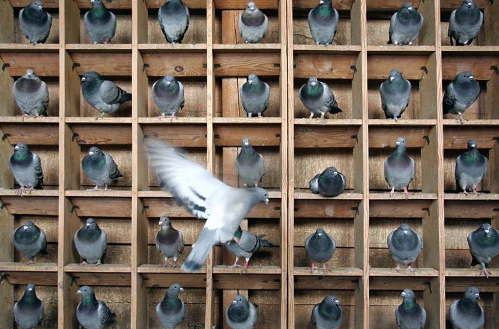 Питание голубей в квартире