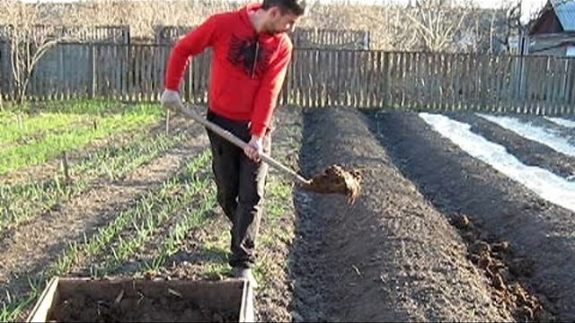 Очень неплохим решением станет использование компостных дороже между грядками – и аккуратность, и одновременная подпитка почвы