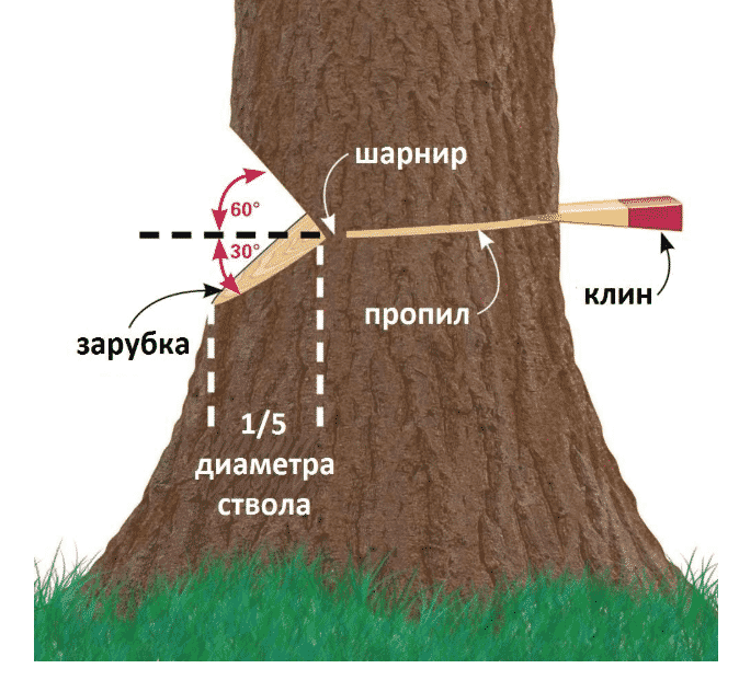 Как спилить дерево бензопилой