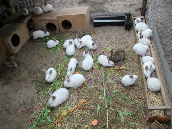Кролики разводятся на полу