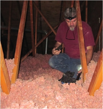 Home inspector in attic