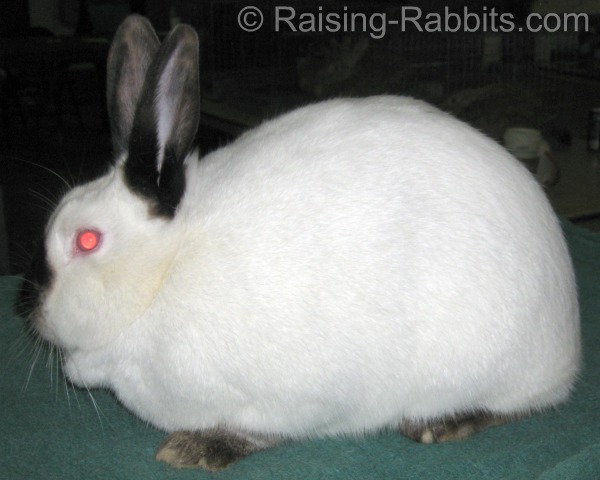 The Californian rabbit is an excellent example of a commercial body type in a rabbit