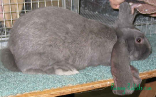 English Lop rabbit with its mandolin (semi-arched) body type