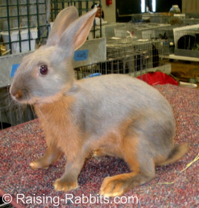 This Tan rabbit youngster has a fully arched body type